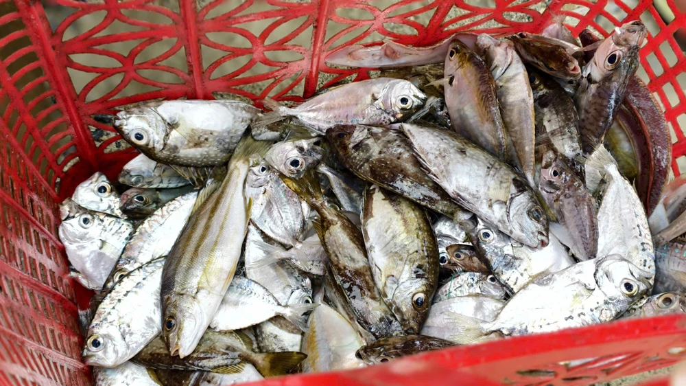 Xem cảnh ngư dân Quảng Ngãi ‘cưỡi sóng’, ra khơi mùa biển động