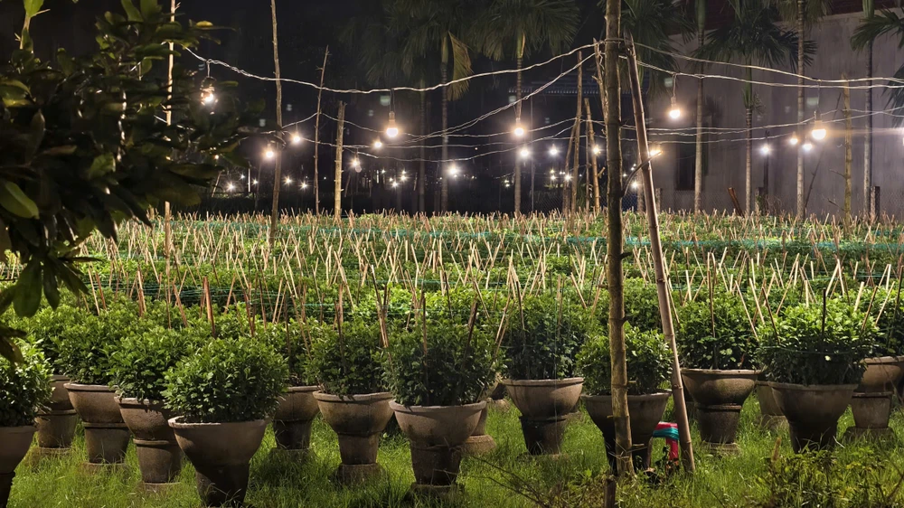 trieu-anh-den-lung-linh-lang-hoa-cuc-tet- (11).jpg