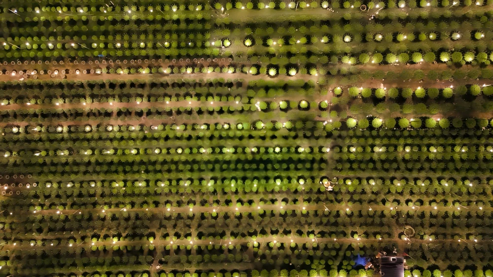 trieu-anh-den-lung-linh-lang-hoa-cuc-tet- (19).jpg