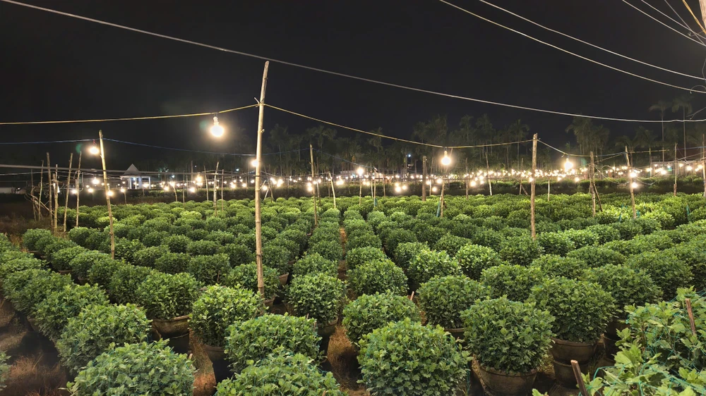 trieu-anh-den-lung-linh-lang-hoa-cuc-tet- (4).jpg