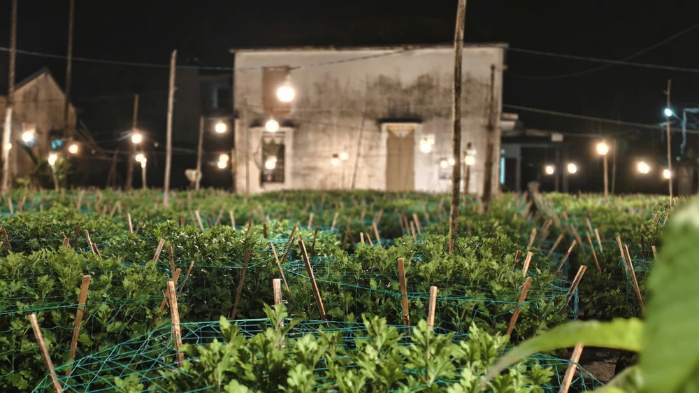 trieu-anh-den-lung-linh-lang-hoa-cuc-tet- (8).jpg