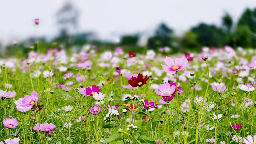 trieu-bong-huong-duong-no-ro-tu-khu-dat-hoang-o-quang-ngai- (1).jpg