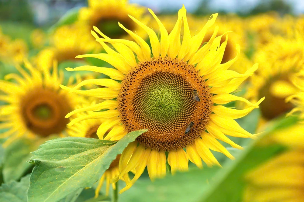 trieu-bong-huong-duong-no-ro-tu-khu-dat-hoang-o-quang-ngai- (16).jpg