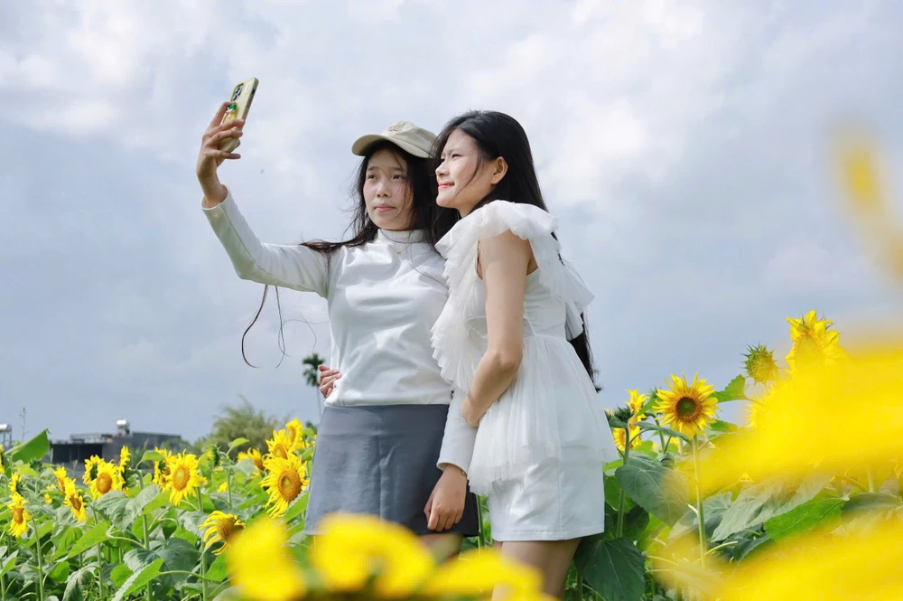 trieu-bong-huong-duong-no-ro-tu-khu-dat-hoang-o-quang-ngai- (25).jpg