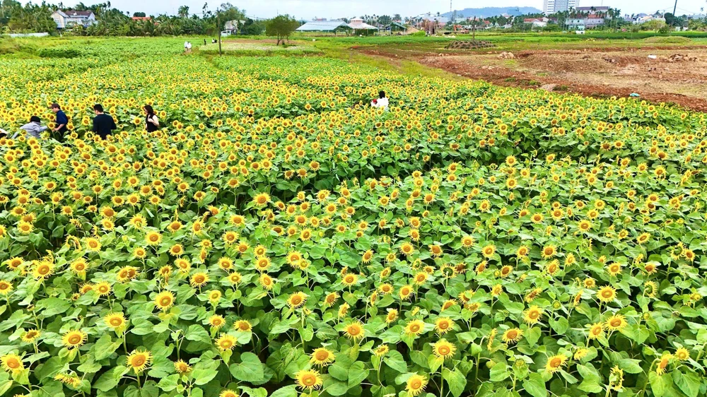 trieu-bong-huong-duong-no-ro-tu-khu-dat-hoang-o-quang-ngai- (29).jpg