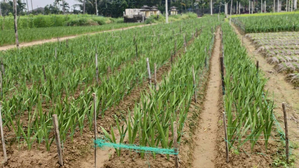 nha-vuon-quang-ngai-nin-tho-giu-ruong-lay-on-cho-tet- (2).jpg