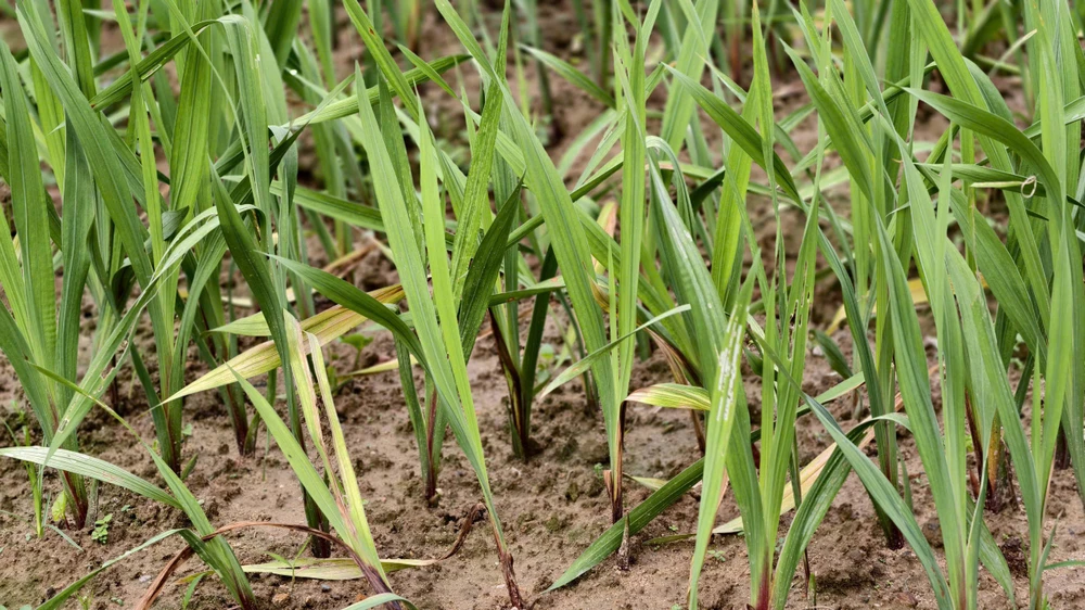 nha-vuon-quang-ngai-nin-tho-giu-ruong-lay-on-cho-tet- (7).jpg