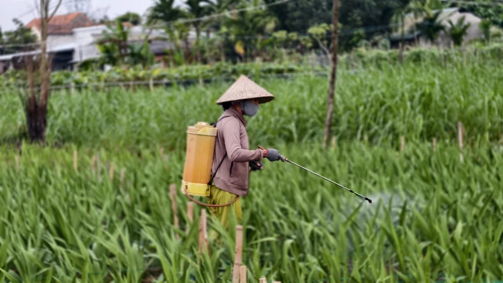 nha-vuon-quang-ngai-nin-tho-giu-ruong-lay-on-cho-tet- (9).jpg