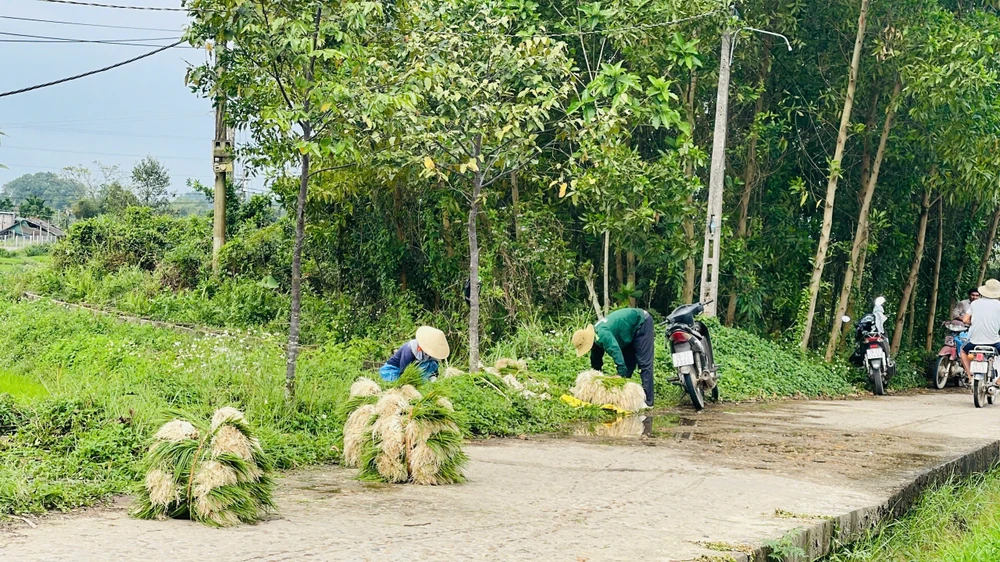 kieu-xu-quang-vao-mua-nong-dan-bo-tui-tien-chuc-trieu- (19).jpg