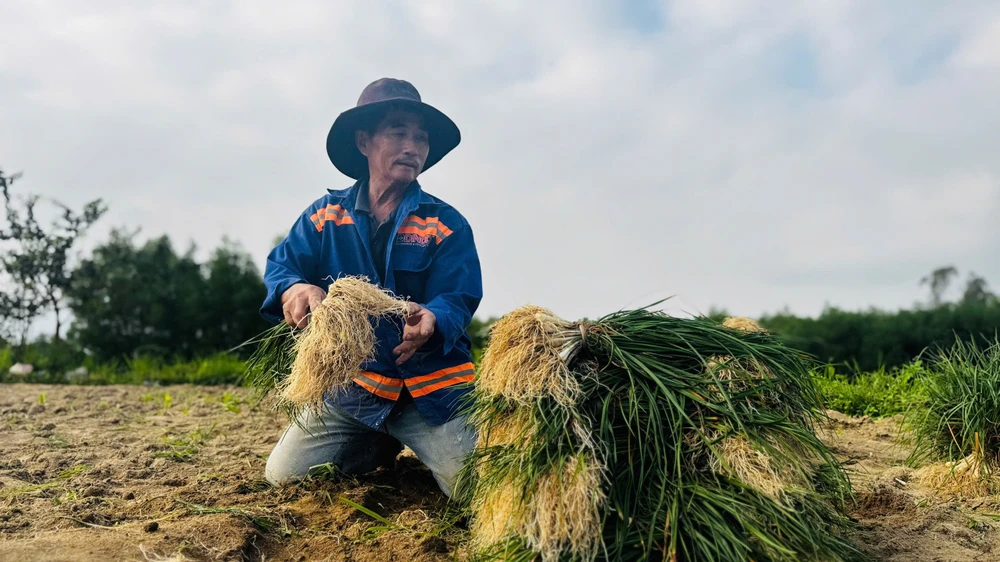 kieu-xu-quang-vao-mua-nong-dan-bo-tui-tien-chuc-trieu- (25).jpg