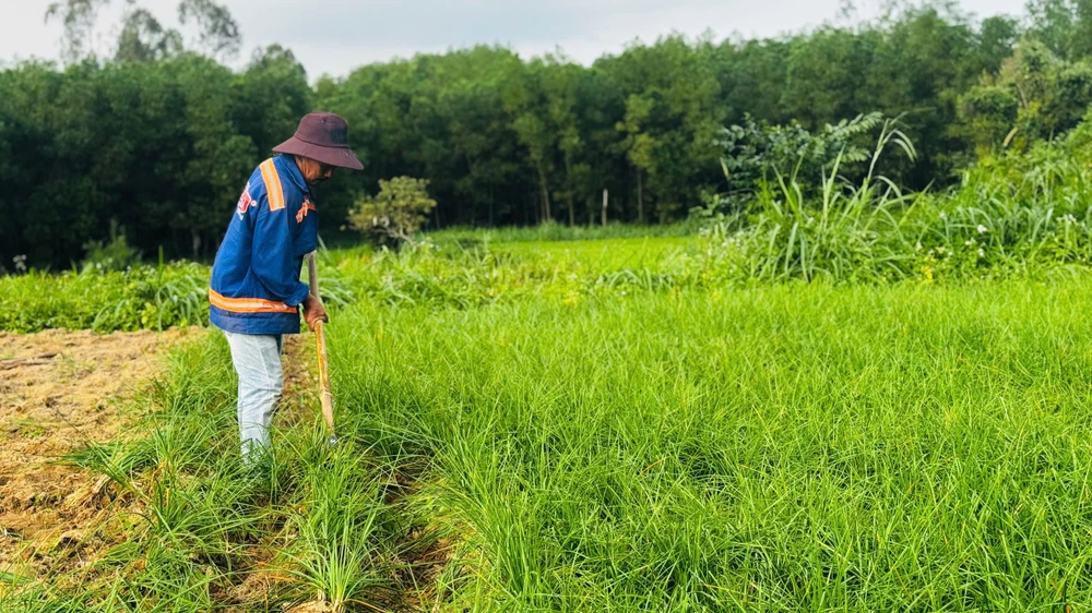 kieu-xu-quang-vao-mua-nong-dan-bo-tui-tien-chuc-trieu- (29).jpg