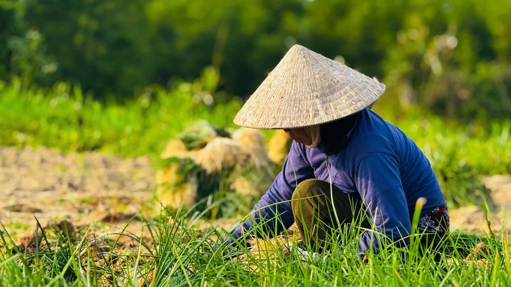 kieu-xu-quang-vao-mua-nong-dan-bo-tui-tien-chuc-trieu- (34).jpg