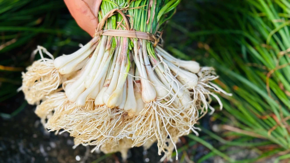 kieu-xu-quang-vao-mua-nong-dan-bo-tui-tien-chuc-trieu- (43).jpg