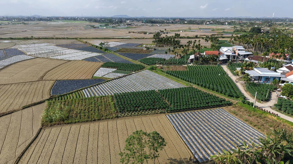 cuc-do-la-mat-gia-gap-3-cuc-thuong-van-chay-hang-o-quang-ngai- (1).jpg