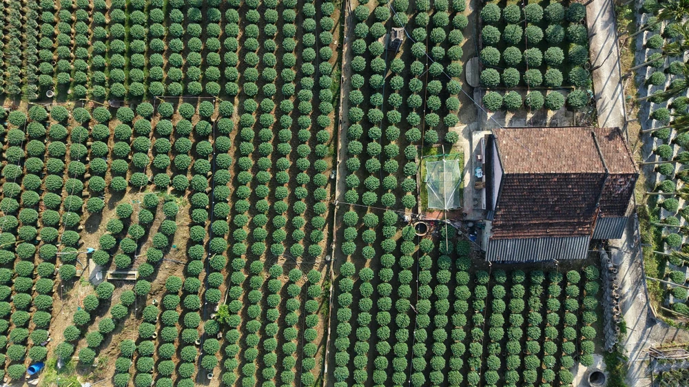 cuc-do-la-mat-gia-gap-3-cuc-thuong-van-chay-hang-o-quang-ngai- (17).jpg