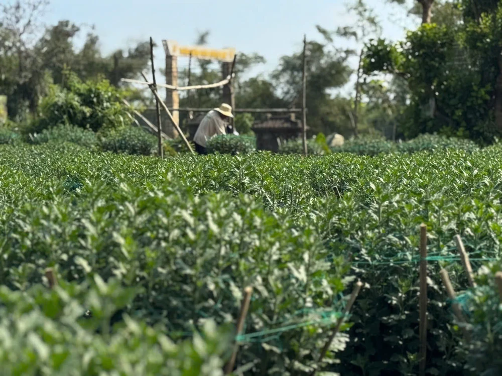 cuc-do-la-mat-gia-gap-3-cuc-thuong-van-chay-hang-o-quang-ngai- (5).jpg