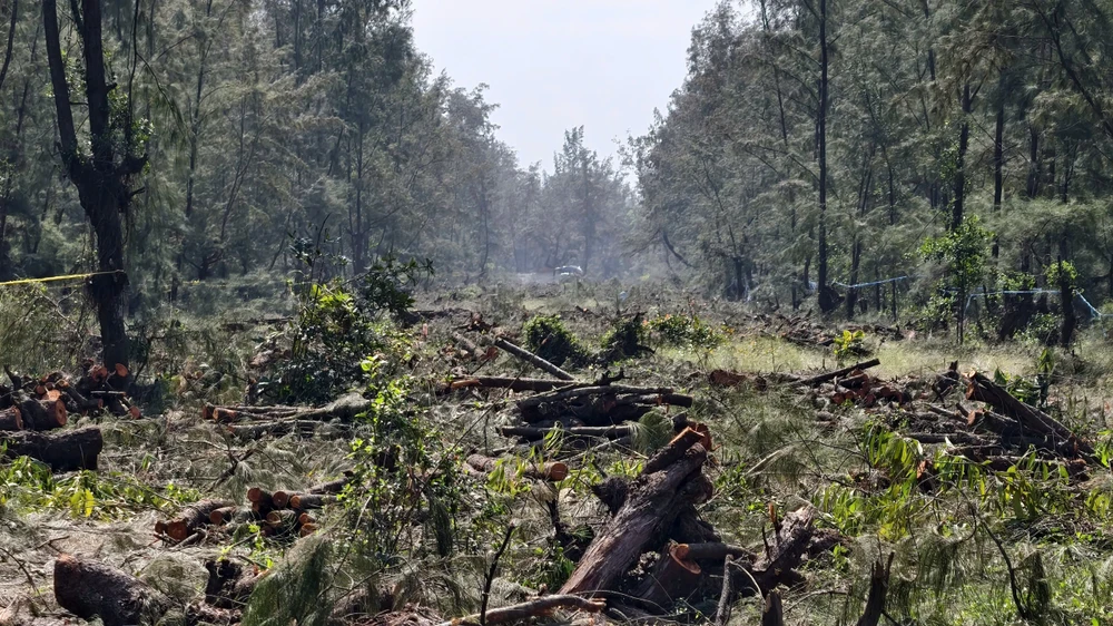 quang-ngai-don-ha-rung-phi-lao-chuc-nam-tuoi-de-mo-duong-ven-bien- (10).jpg