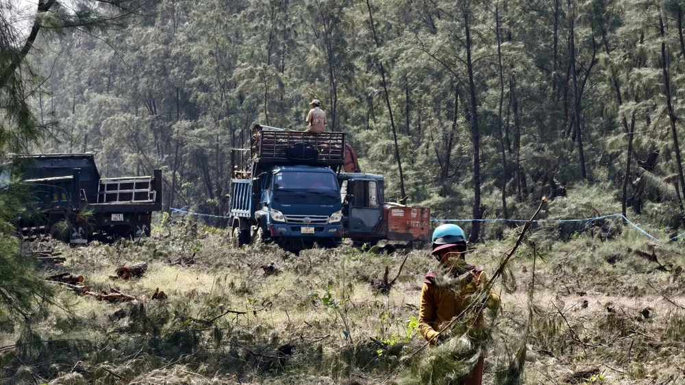 quang-ngai-don-ha-rung-phi-lao-chuc-nam-tuoi-de-mo-duong-ven-bien- (12).jpg