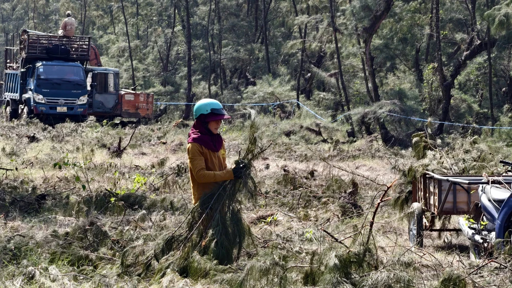 quang-ngai-don-ha-rung-phi-lao-chuc-nam-tuoi-de-mo-duong-ven-bien- (14).jpg