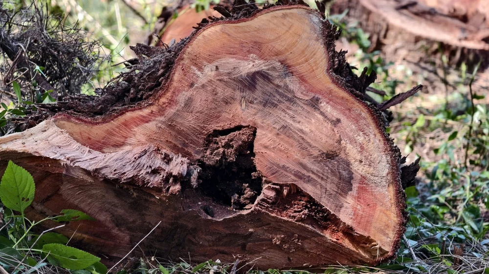 quang-ngai-don-ha-rung-phi-lao-chuc-nam-tuoi-de-mo-duong-ven-bien- (16).jpg