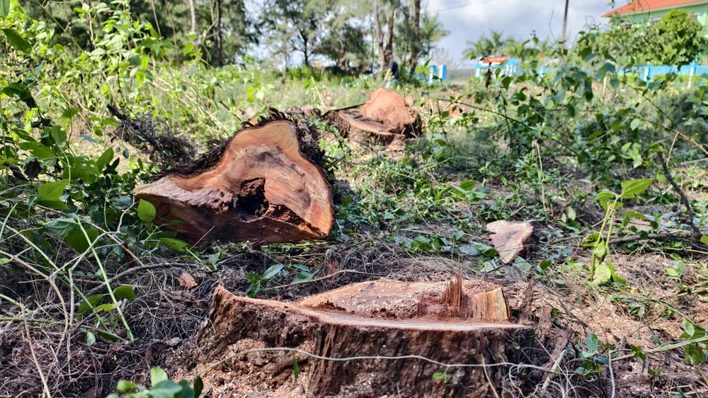 quang-ngai-don-ha-rung-phi-lao-chuc-nam-tuoi-de-mo-duong-ven-bien- (18).jpg