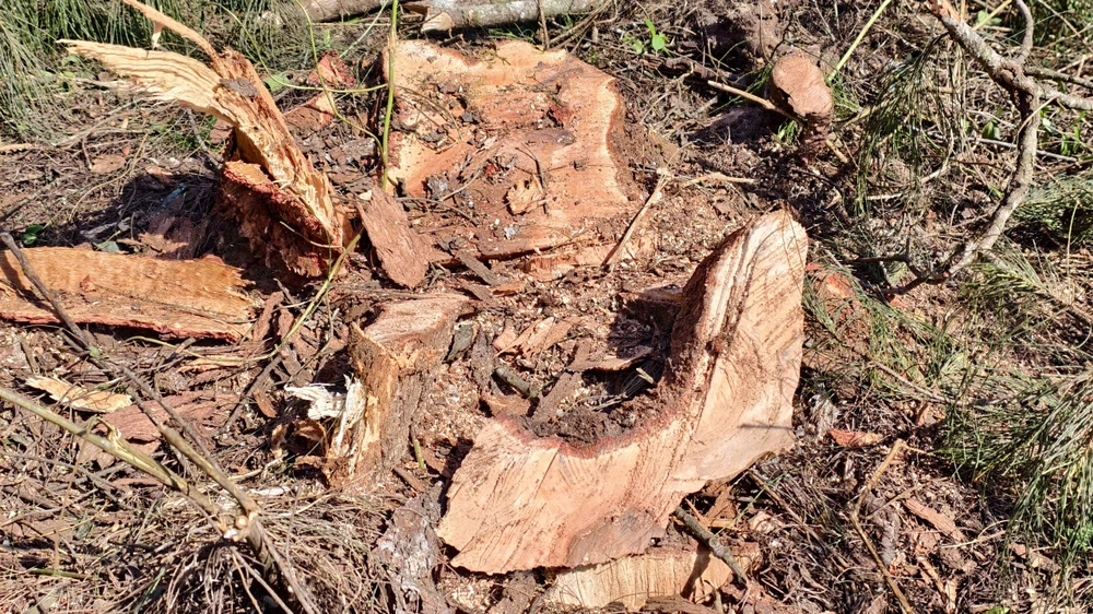 quang-ngai-don-ha-rung-phi-lao-chuc-nam-tuoi-de-mo-duong-ven-bien- (20).jpg