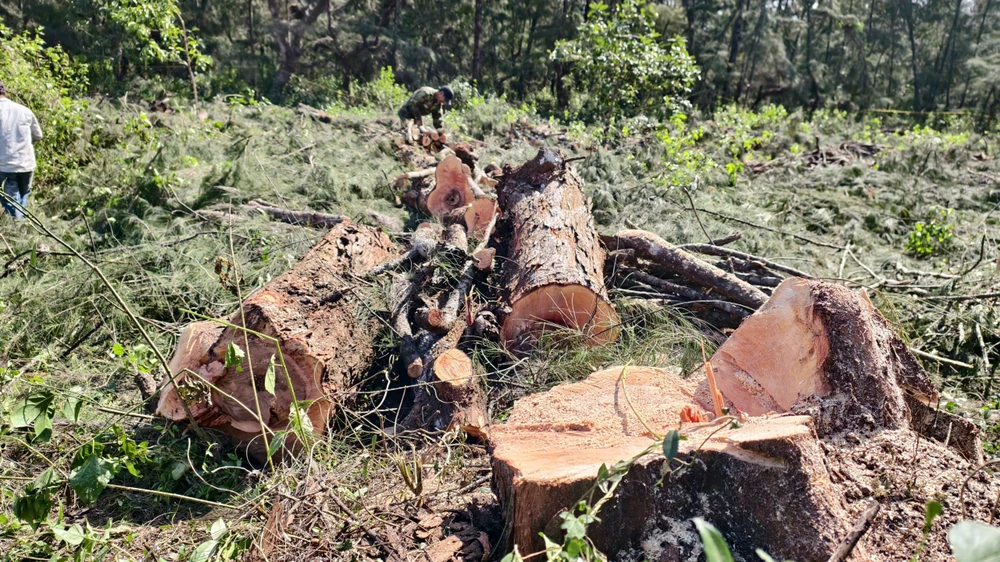 quang-ngai-don-ha-rung-phi-lao-chuc-nam-tuoi-de-mo-duong-ven-bien- (24).jpg