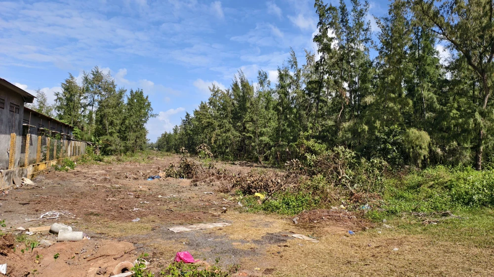 quang-ngai-don-ha-rung-phi-lao-chuc-nam-tuoi-de-mo-duong-ven-bien- (28).jpg