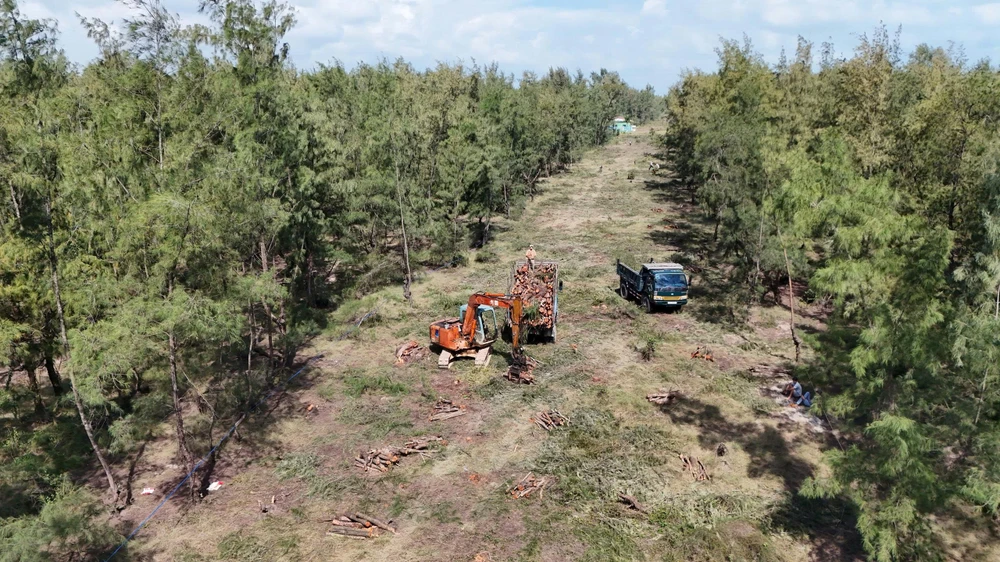 quang-ngai-don-ha-rung-phi-lao-chuc-nam-tuoi-de-mo-duong-ven-bien- (34).jpg