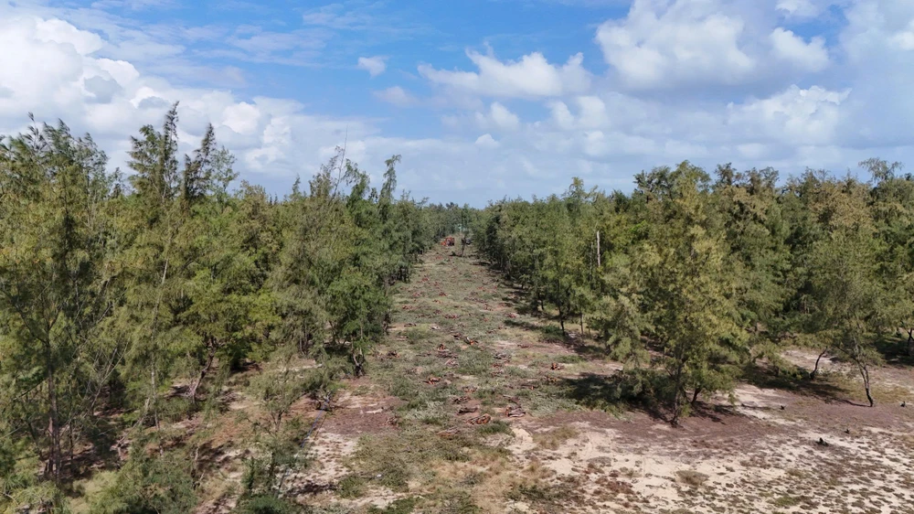 quang-ngai-don-ha-rung-phi-lao-chuc-nam-tuoi-de-mo-duong-ven-bien- (35).jpg