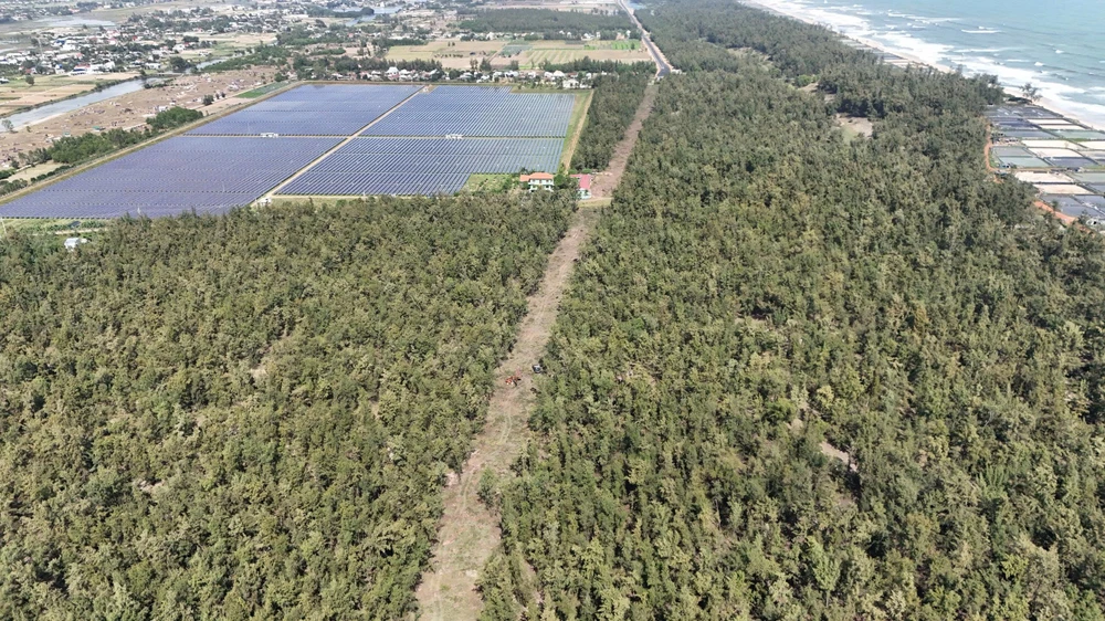 quang-ngai-don-ha-rung-phi-lao-chuc-nam-tuoi-de-mo-duong-ven-bien- (36).jpg