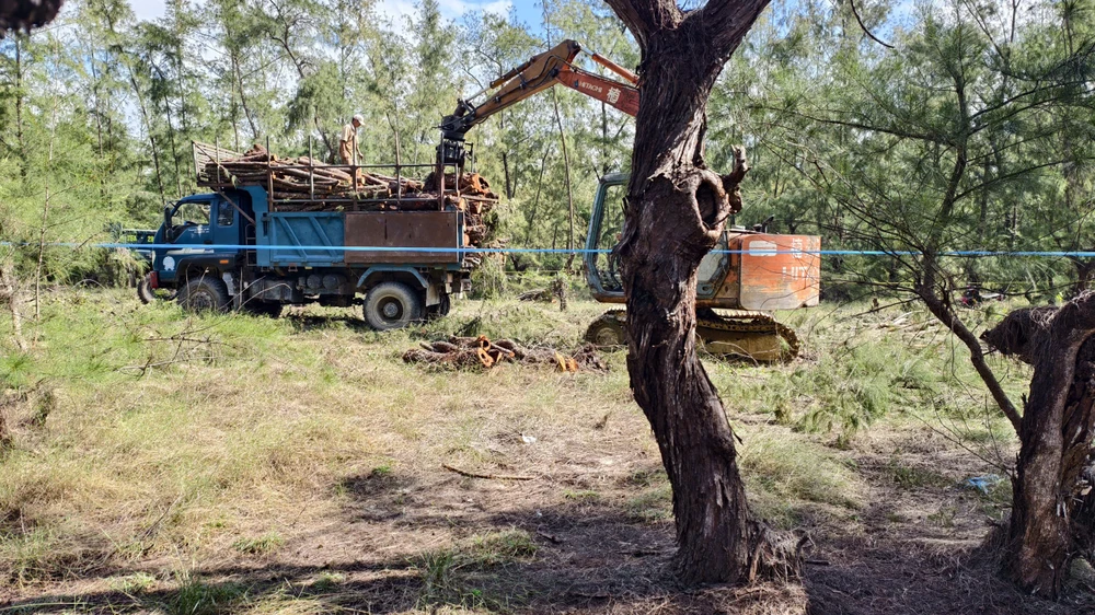 quang-ngai-don-ha-rung-phi-lao-chuc-nam-tuoi-de-mo-duong-ven-bien- (4).jpg