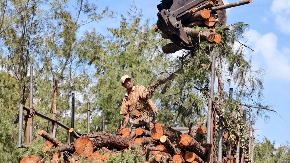 quang-ngai-don-ha-rung-phi-lao-chuc-nam-tuoi-de-mo-duong-ven-bien- (7).jpg