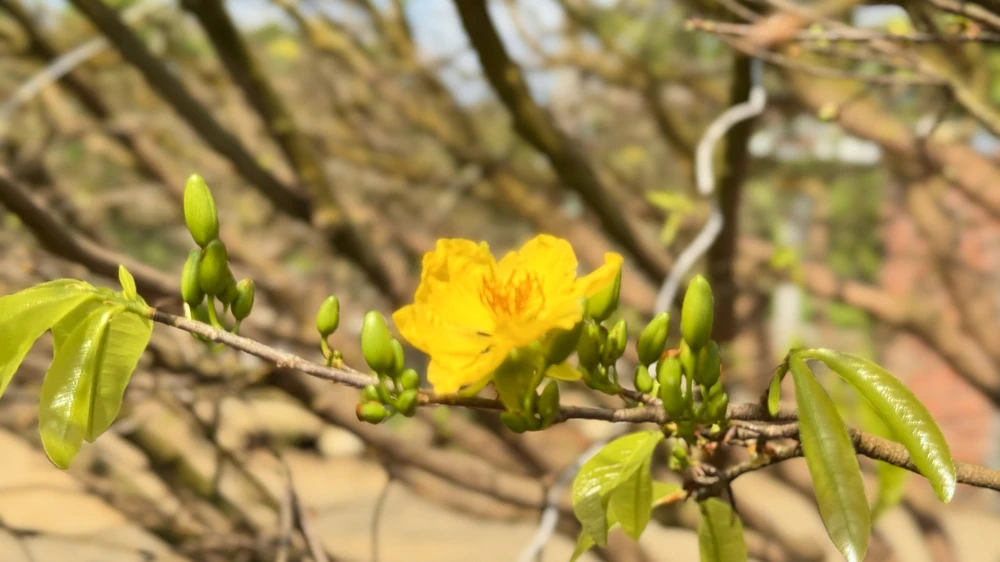 cay-mai-70-nam-tuoi-o-quang-ngai-duoc-het-gia-3-5-ti-dong- (10).jpg