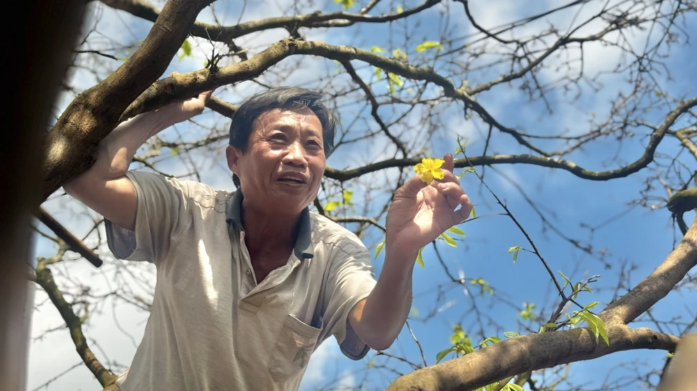 cay-mai-70-nam-tuoi-o-quang-ngai-duoc-het-gia-3-5-ti-dong- (11).jpg