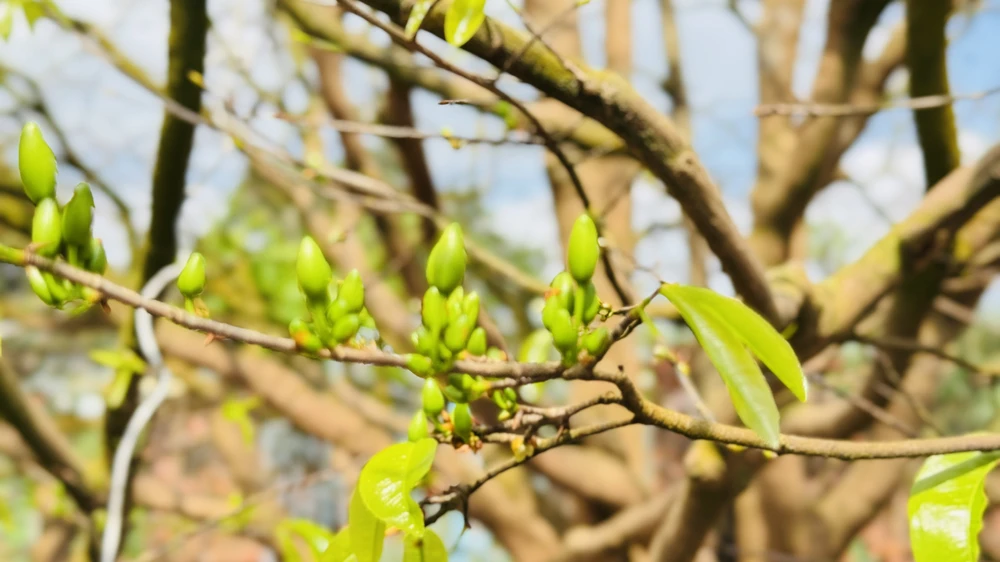 cay-mai-70-nam-tuoi-o-quang-ngai-duoc-het-gia-3-5-ti-dong- (12).jpg