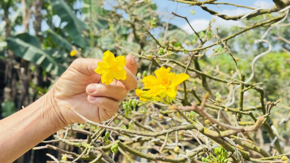 cay-mai-70-nam-tuoi-o-quang-ngai-duoc-het-gia-3-5-ti-dong- (14).jpg