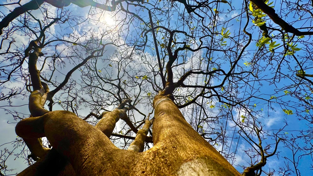 cay-mai-70-nam-tuoi-o-quang-ngai-duoc-het-gia-3-5-ti-dong- (15).jpg