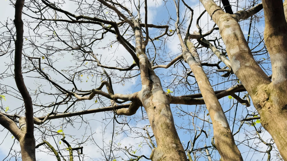 cay-mai-70-nam-tuoi-o-quang-ngai-duoc-het-gia-3-5-ti-dong- (2).jpg