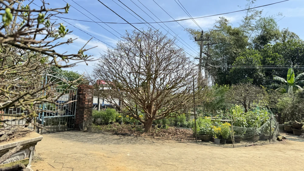 cay-mai-70-nam-tuoi-o-quang-ngai-duoc-het-gia-3-5-ti-dong- (4).jpg