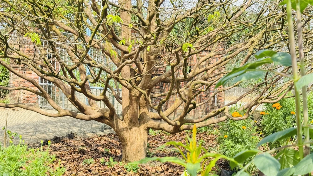 cay-mai-70-nam-tuoi-o-quang-ngai-duoc-het-gia-3-5-ti-dong- (5).jpg