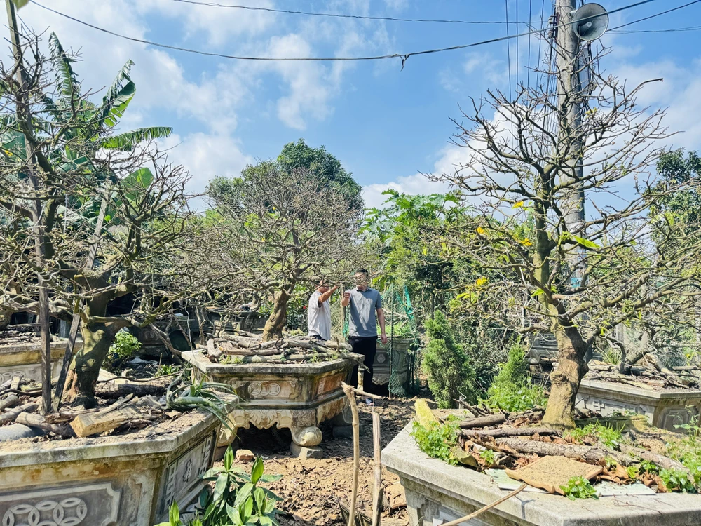 cay-mai-70-nam-tuoi-o-quang-ngai-duoc-het-gia-3-5-ti-dong- (8).jpg