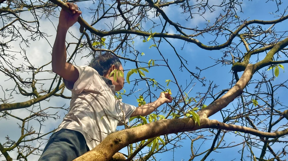 cay-mai-70-nam-tuoi-o-quang-ngai-duoc-het-gia-3-5-ti-dong- (9).jpg