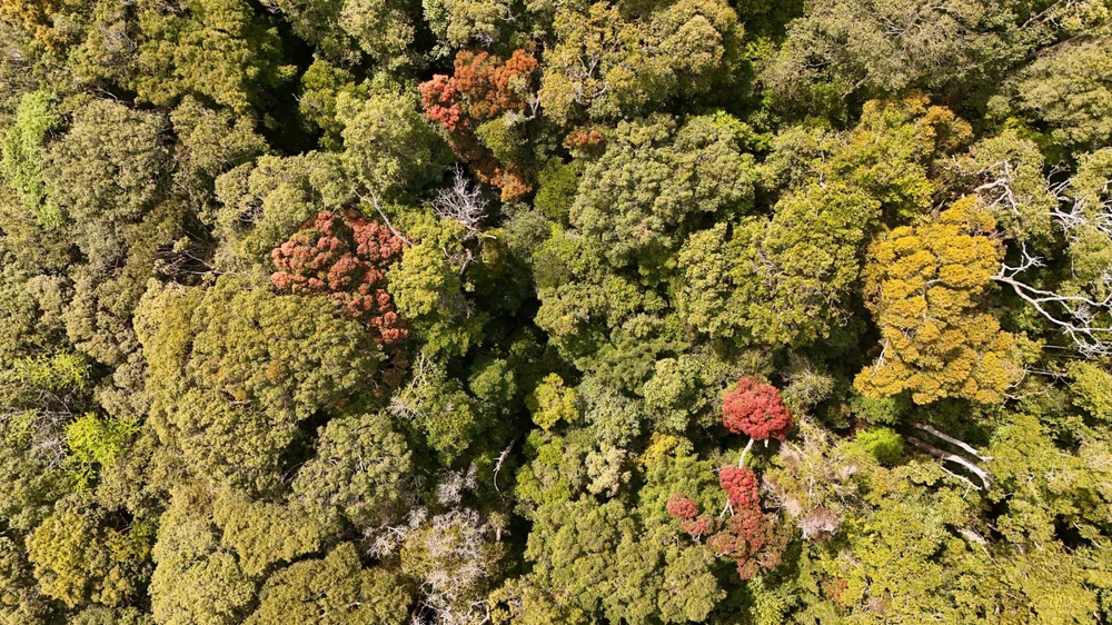 khoanh-khac-ruc-ro-rung-tu-nhien-mang-den-vao-mua-thay-la- (12).jpg