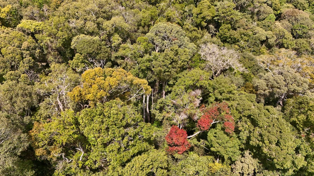 khoanh-khac-ruc-ro-rung-tu-nhien-mang-den-vao-mua-thay-la- (13).jpg