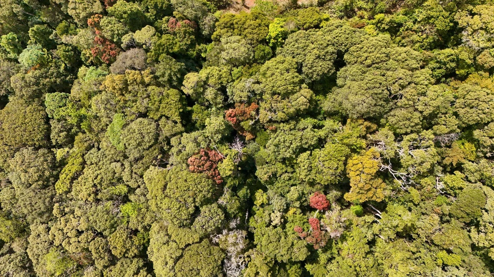 khoanh-khac-ruc-ro-rung-tu-nhien-mang-den-vao-mua-thay-la- (15).jpg