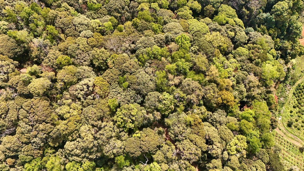 khoanh-khac-ruc-ro-rung-tu-nhien-mang-den-vao-mua-thay-la- (19).jpg