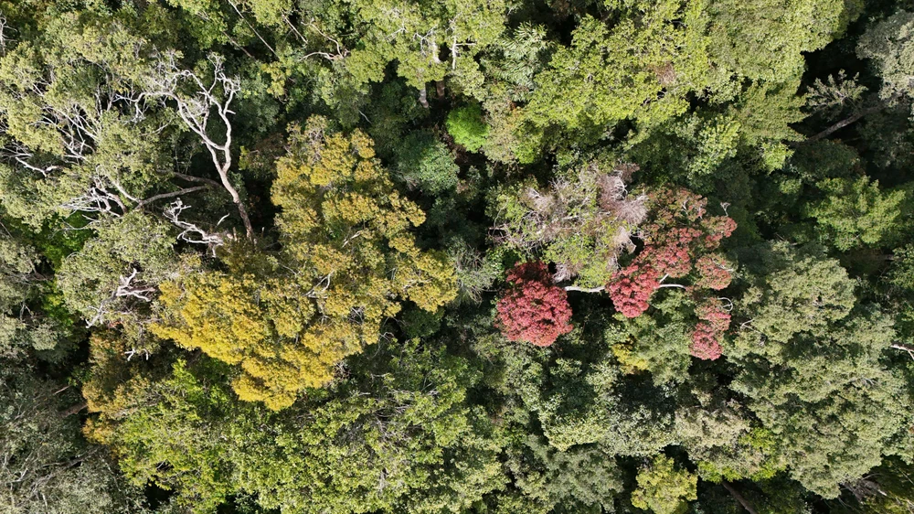 khoanh-khac-ruc-ro-rung-tu-nhien-mang-den-vao-mua-thay-la- (2).jpg