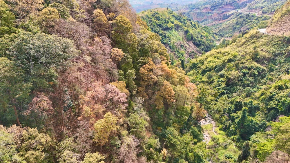 khoanh-khac-ruc-ro-rung-tu-nhien-mang-den-vao-mua-thay-la- (24).jpg