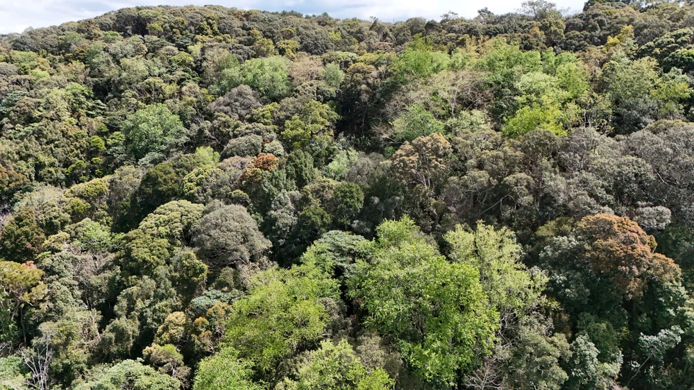 khoanh-khac-ruc-ro-rung-tu-nhien-mang-den-vao-mua-thay-la- (5).jpg